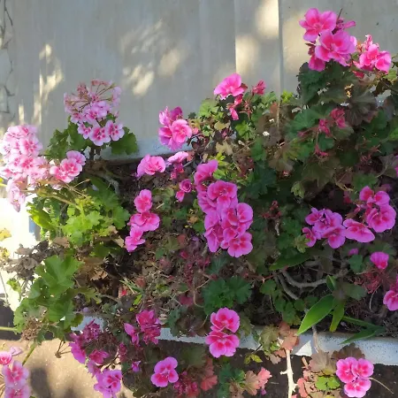 La Prima Casa 폴리나노 아마레